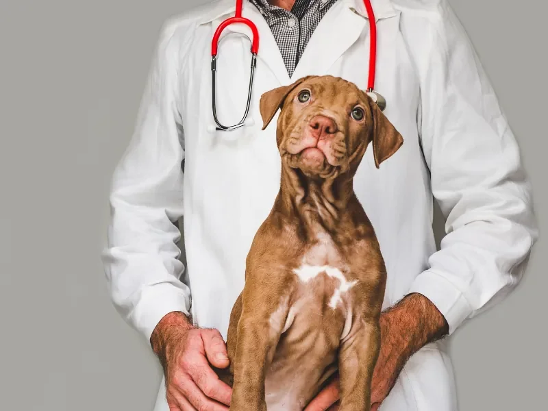 Cão vestido com jaleco e estetoscópio de brincadeira
