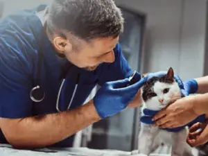 Veterinário verificando a orelha de um gato de perto